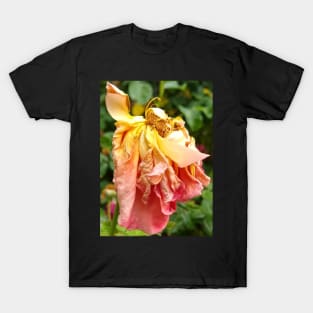 Ball Gown Dead Rose, yellow orange T-Shirt